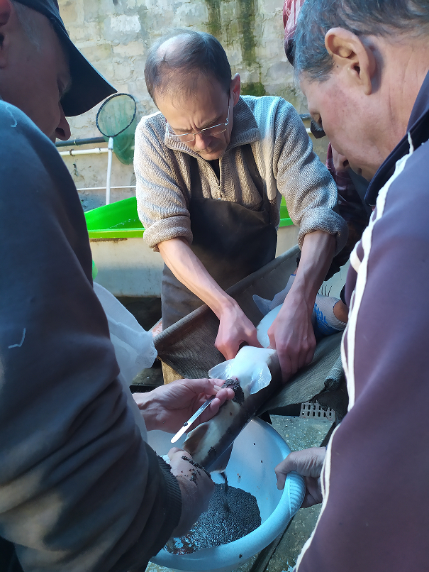 Ленский осётр