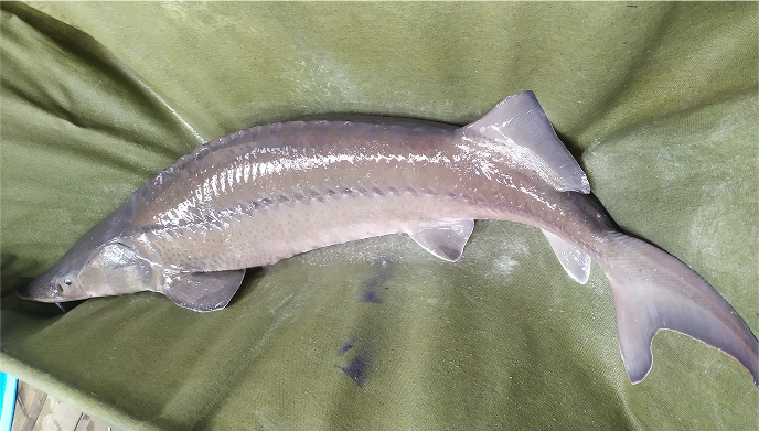 Ленский осётр