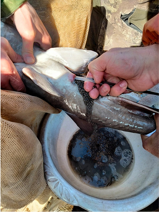 Ленский осётр