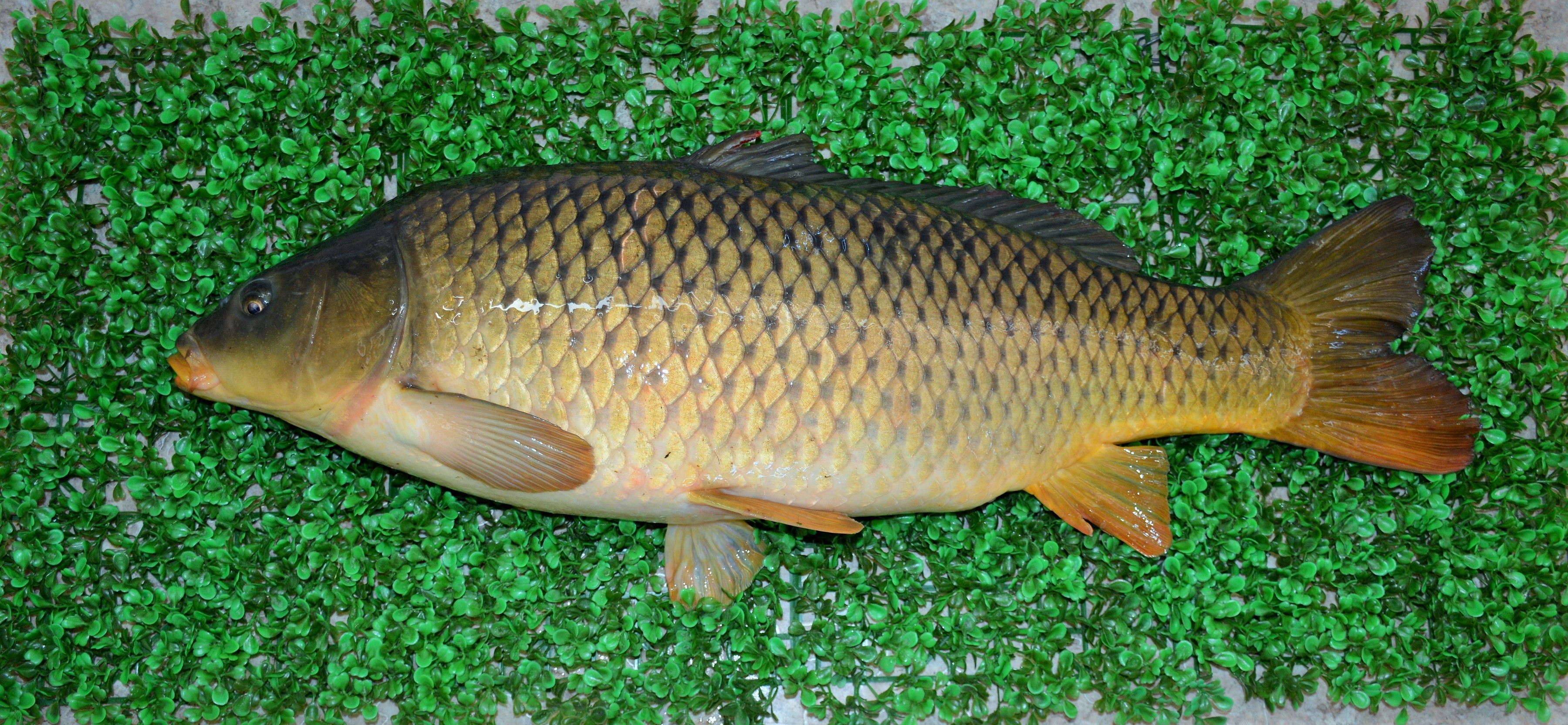 Фото живого карпа на земле