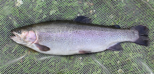 Фото живой форели в сети