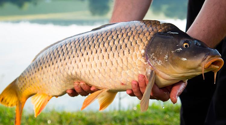 Фото живого сазана на руках