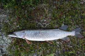 Фото живой щуки на земле