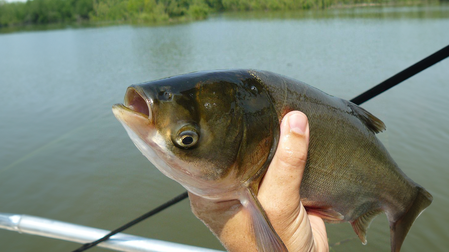 Фото живого толстолобика на руках